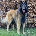 Belgian Shepherd Dog (Tervuren)