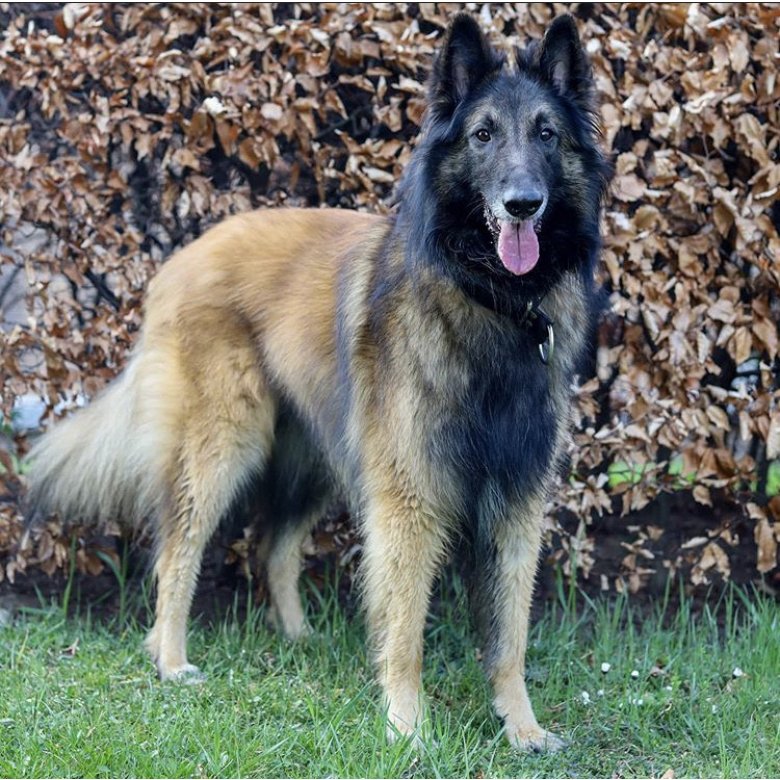 Belgian Shepherd Dog (Tervuren)