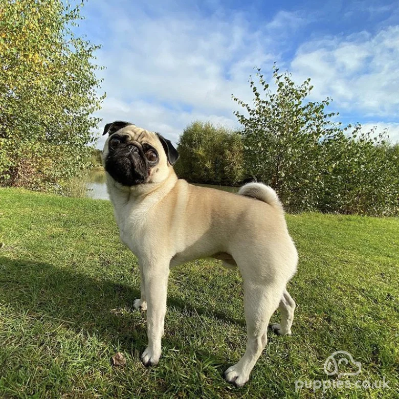 Pug Breed Information Owner S Guide Tips Facts