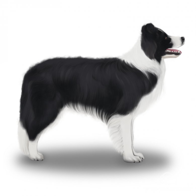 Border Collie Dog Breed - Facts and Traits