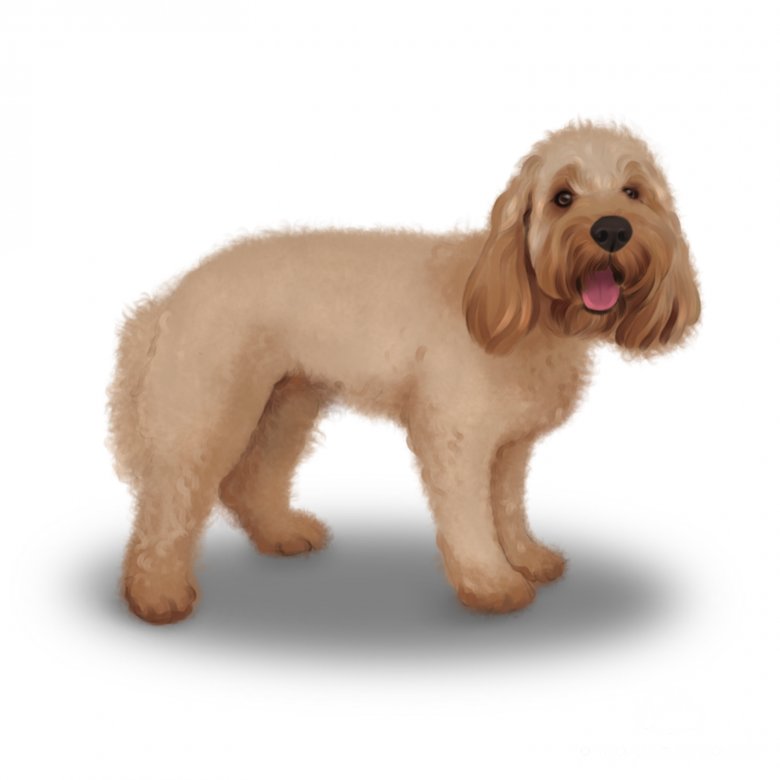 Dogtime cockapoo hot sale