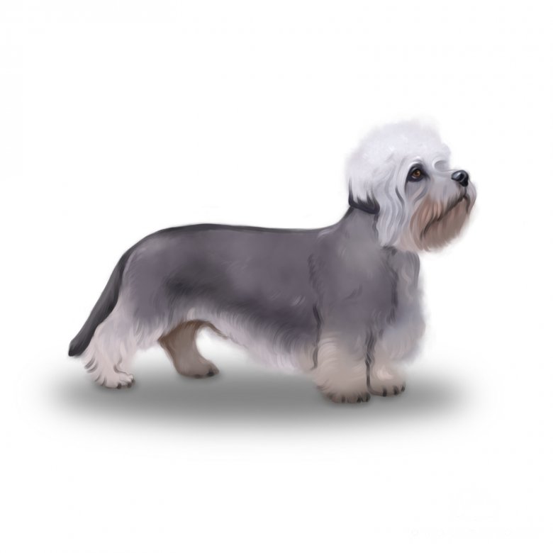 Dandie dinmont 2024 terrier hypoallergenic