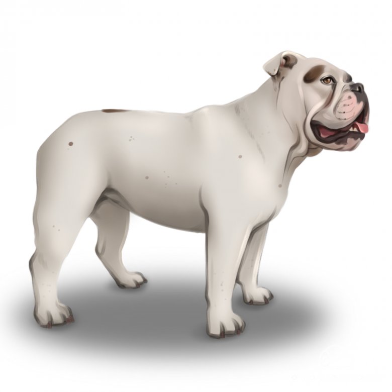English Bulldog Breed Information, Owner's Guide, Tips