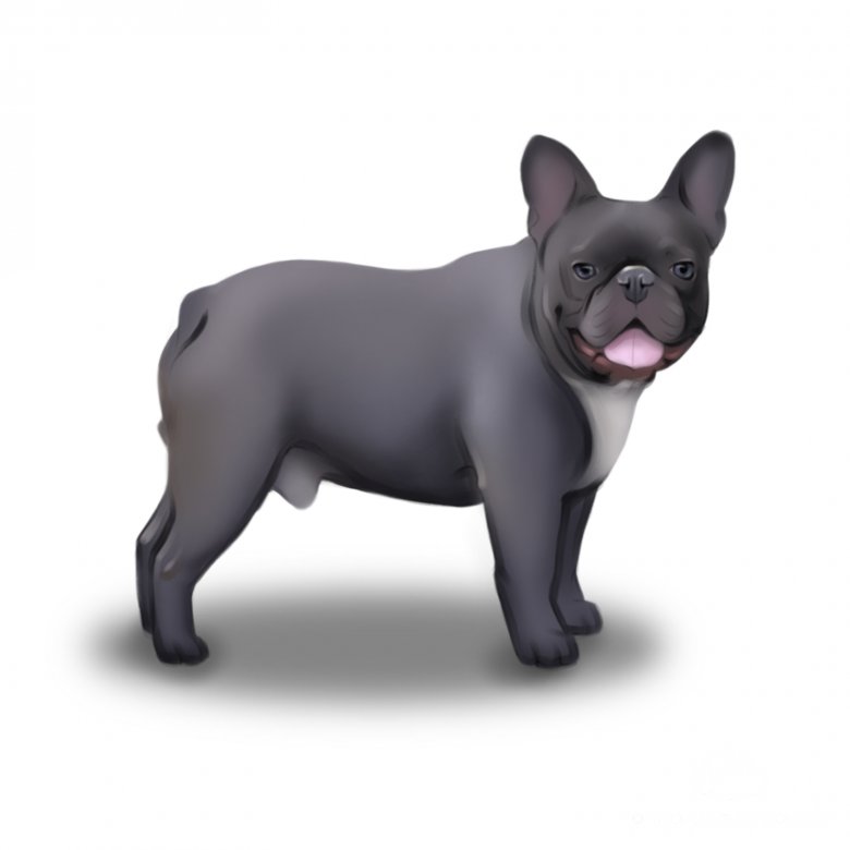 French bulldog hot sale owners guide