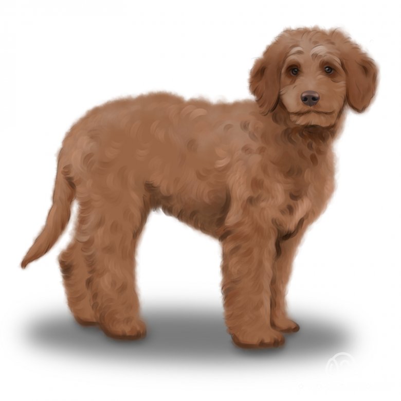 Buy goldendoodle deals