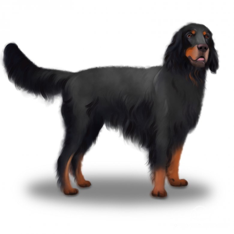 Gordon setter clearance puppies price