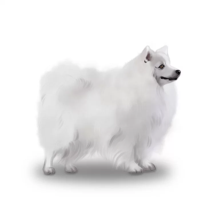 Japanese Spitz Breed Information Owner S Guide Tips Facts