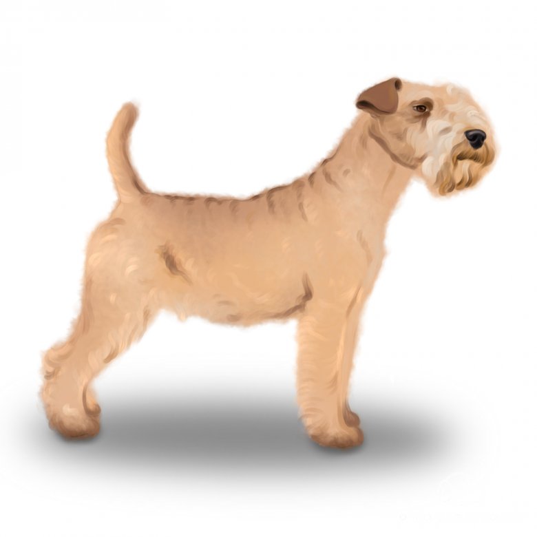 Lakeland terrier puppies cost fashion