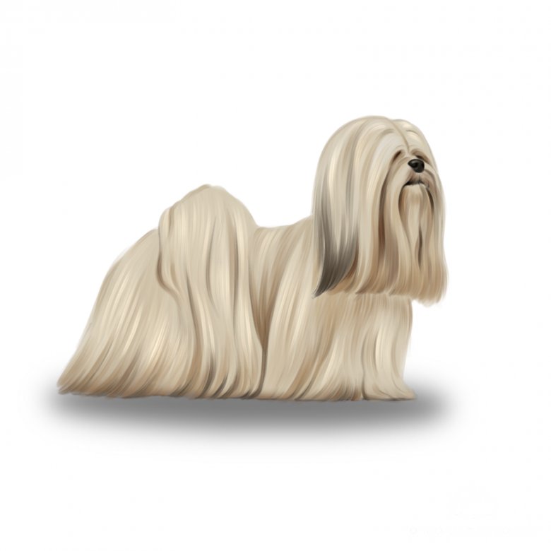 Lhasa Apso Breed Information | Owner's Guide | Tips | Facts