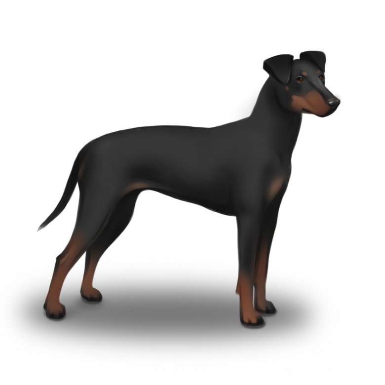 Manchester terrier hot sale and doberman