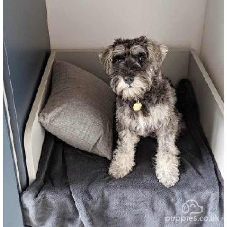 Miniature Schnauzer Breed Information, Owner's Guide, Tips