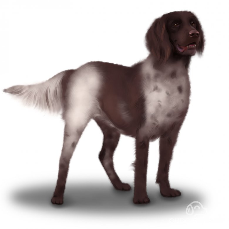 Munsterlander pointer on sale