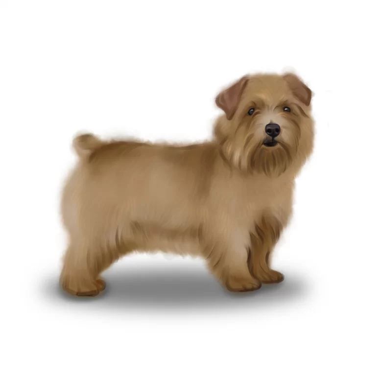 Norfolk Terrier Breed Information Owner S Guide Tips Facts