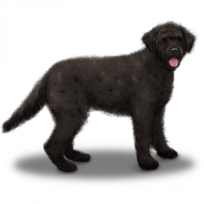 Portuguese Water Dog: Energetic, Intelligent, Loyal