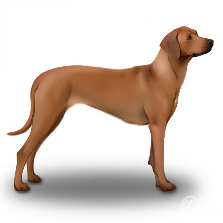 Rhodesian best sale ridgeback price