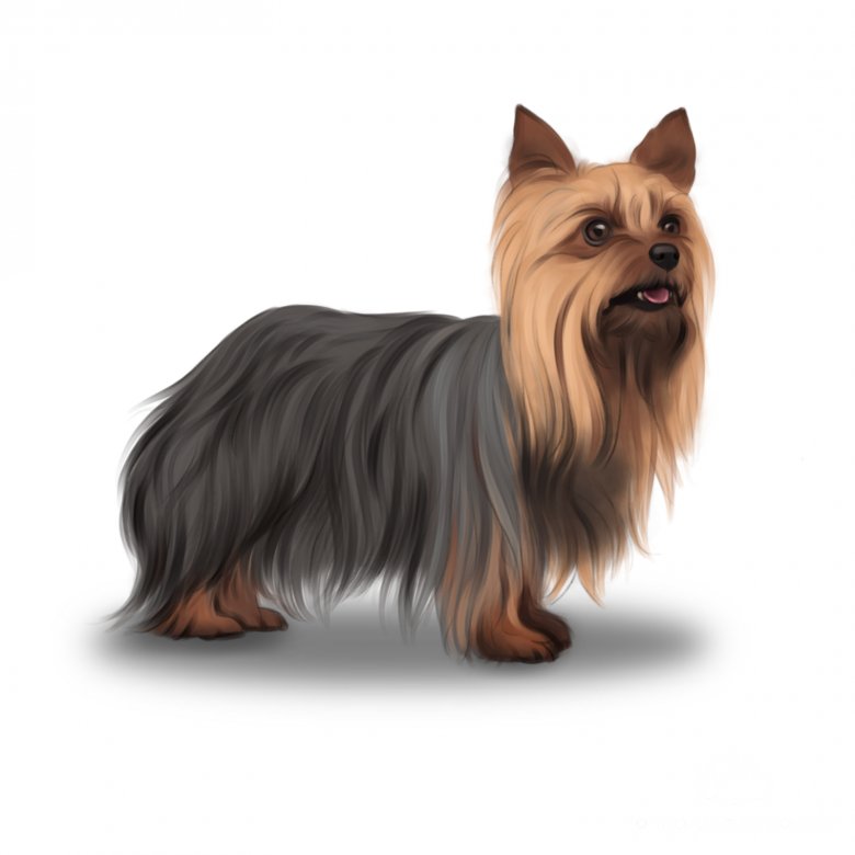 Adult yorkshire best sale terrier for sale