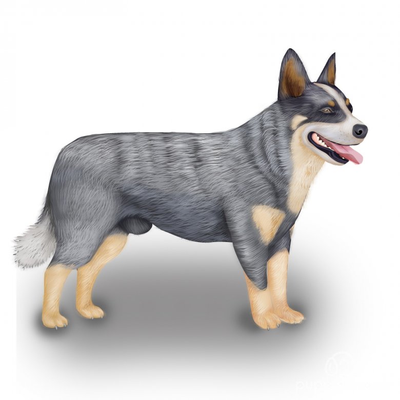 Blue Heeler Breed Information Guide: Photos, Traits & Care