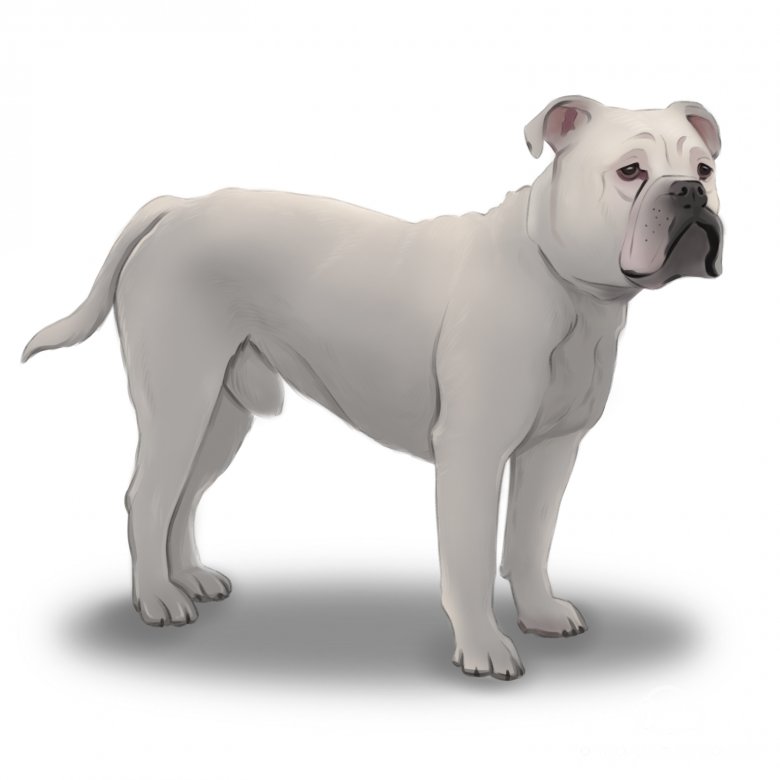 Old tyme british discount bulldog for sale