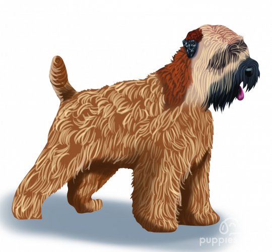 Wheaten Terrier