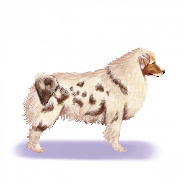 The Australian Shepherd: An Owner's Guide