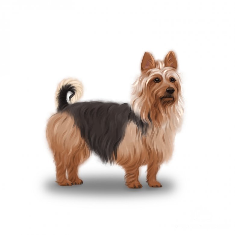 White sales australian terrier