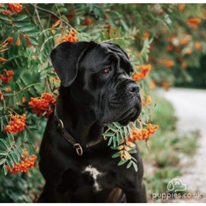 Cane Corso Breed Information, Owner's Guide, Tips
