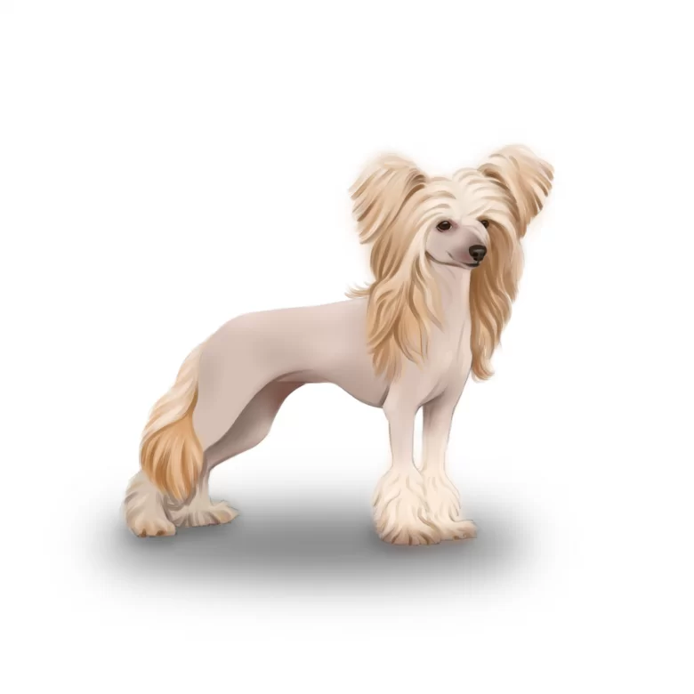 are chinese crested dog aggressive