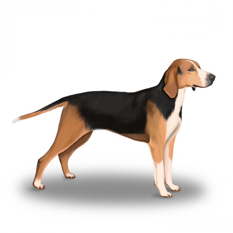 Hamilton hound best sale puppies for sale