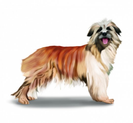 Pyrenean Sheepdog