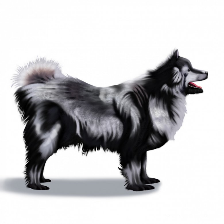 Swedish Lapphund