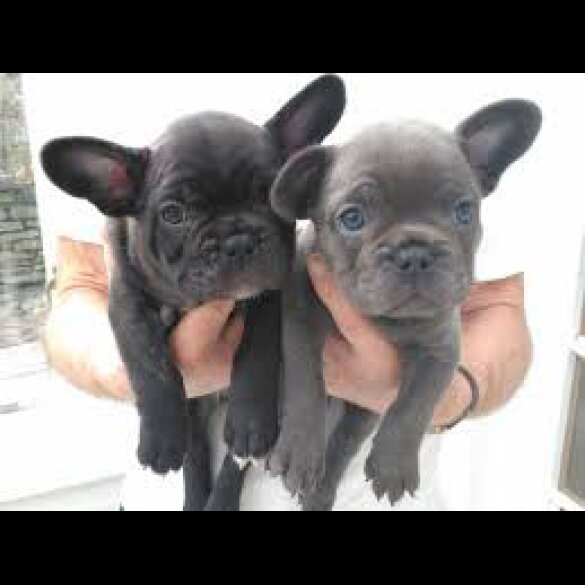 French Bulldog - Both