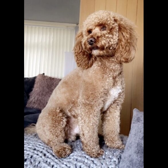 Cockapoo