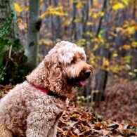 Cockapoo - Dogs