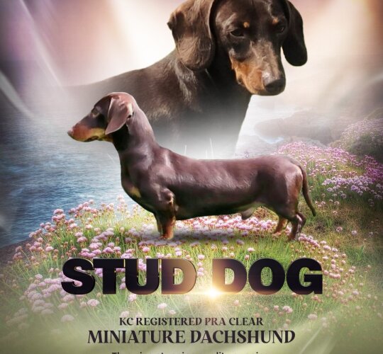 Dachshund (Standard &amp; Miniature)