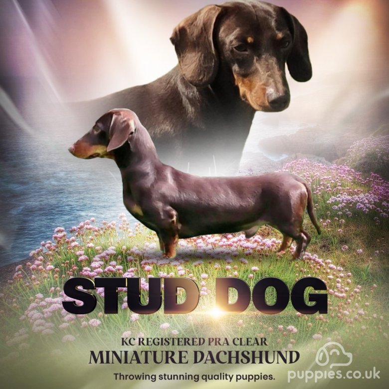 Kc sale miniature dachshunds