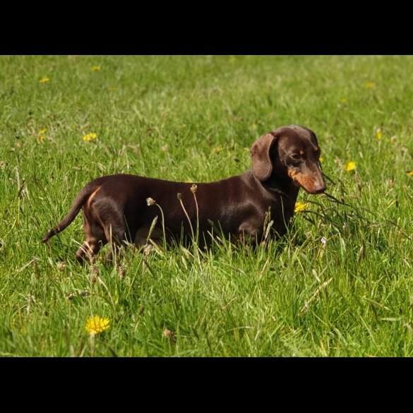 Dachshund (Standard &amp; Miniature)