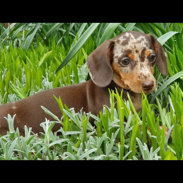 Dachshund (Standard &amp; Miniature)