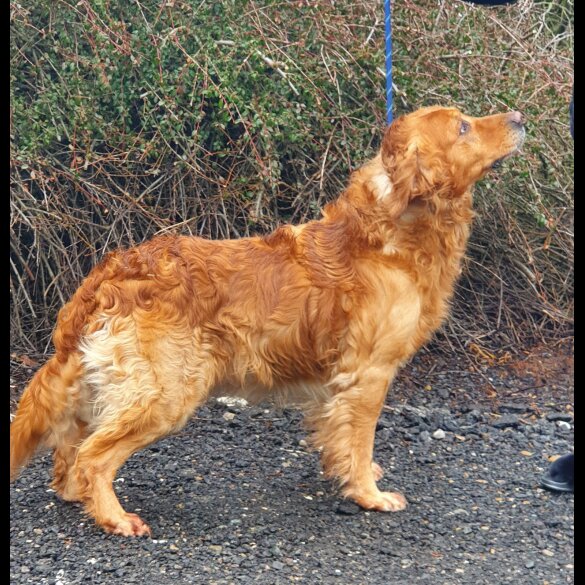 Golden Retriever