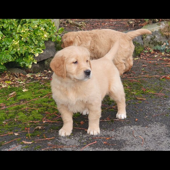 Golden Retriever