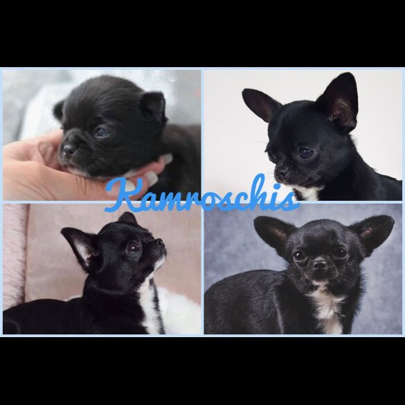 Chihuahua