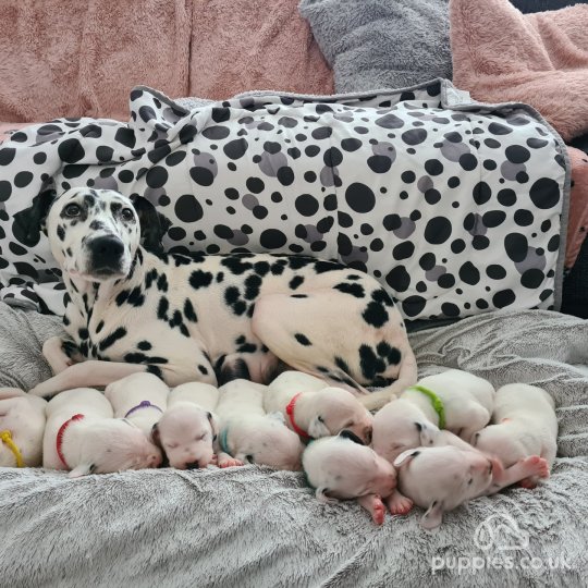 Dalmatian puppies for Sale in the UK | Puppies.co.uk