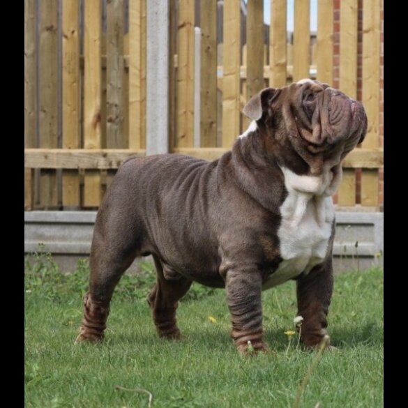 English Bulldog - Dogs