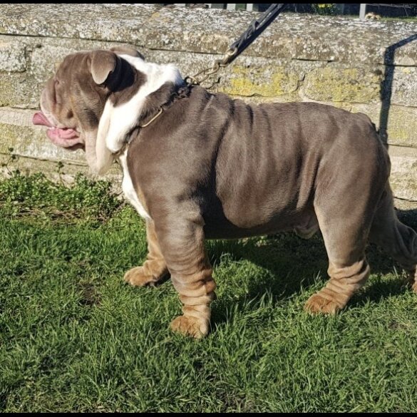 English Bulldog - Dogs