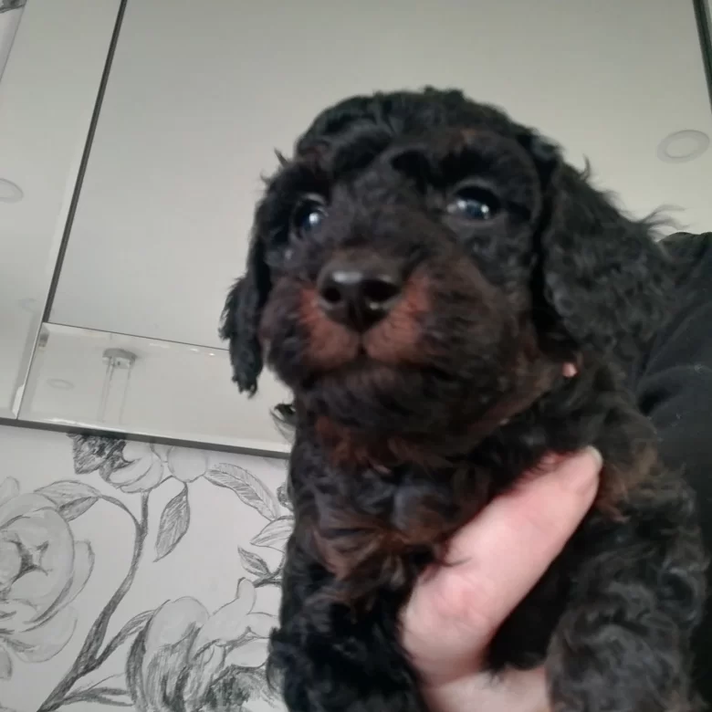 Cockapoo Sale Hartlepool Durham Quality Cockapoo Pups Pra Clear All Sold Now