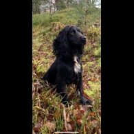 Cocker Spaniel (Working &amp; Show) - Dogs