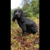 Cocker Spaniel (Working &amp; Show) - Dogs