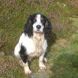 Cocker Spaniel (Working &amp; Show) - Dogs