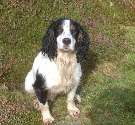 Cocker Spaniel (Working &amp; Show)