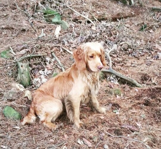 Cocker Spaniel (Working &amp; Show)