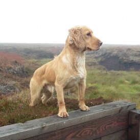 Cocker Spaniel (Working &amp; Show) - Dogs